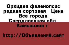Орхидея фаленопсис редкая сортовая › Цена ­ 800 - Все города  »    . Свердловская обл.,Камышлов г.